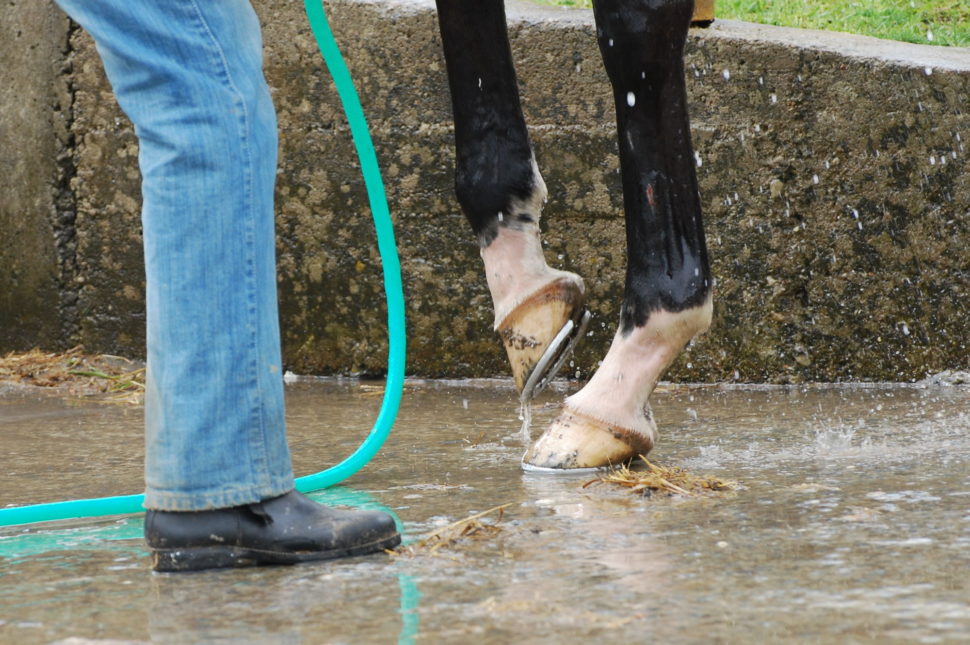 Mytí nohou dostihových koní ve Světlé Hoře