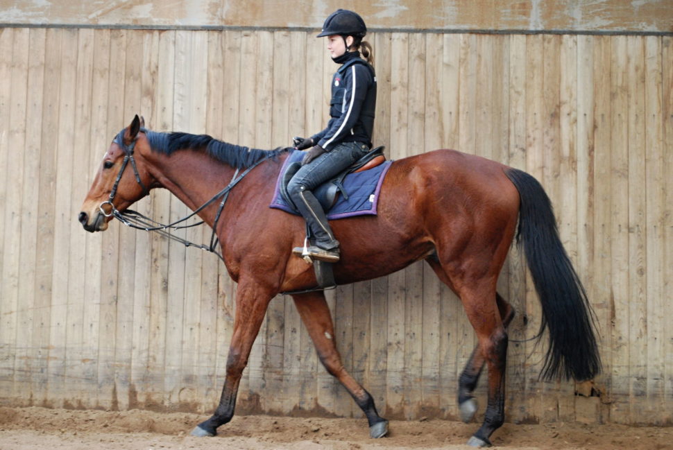 Trénink dostihových koní v hale ve Světlé Hoře