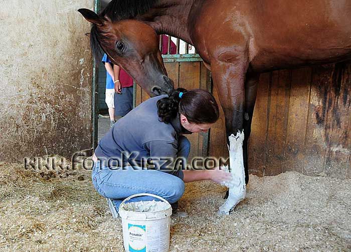 Ošetřovatelka maže chladivou pastu na nohy dostihového koně ve Světlé Hoře